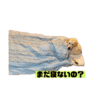 ゴールデン×柴（個別スタンプ：35）