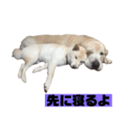 ゴールデン×柴（個別スタンプ：36）