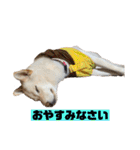 ゴールデン×柴（個別スタンプ：37）