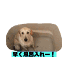 ゴールデン×柴（個別スタンプ：38）