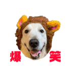 ゴールデン×柴（個別スタンプ：39）