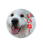 ラムスタンプ 1（個別スタンプ：6）