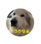 ラムスタンプ 1（個別スタンプ：21）