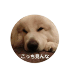 ラムスタンプ 1（個別スタンプ：26）