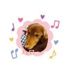 ダックス（╹◡╹）（個別スタンプ：7）