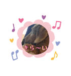 ダックス（╹◡╹）（個別スタンプ：8）