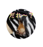 ダックス（╹◡╹）（個別スタンプ：9）