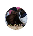 ダックス（╹◡╹）（個別スタンプ：10）