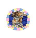 ダックス（╹◡╹）（個別スタンプ：16）