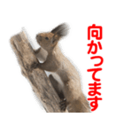 かわいいエゾリスのスタンプ（個別スタンプ：2）