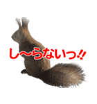 かわいいエゾリスのスタンプ（個別スタンプ：7）