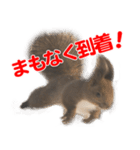 かわいいエゾリスのスタンプ（個別スタンプ：11）