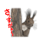 かわいいエゾリスのスタンプ（個別スタンプ：16）