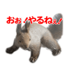 かわいいエゾリスのスタンプ（個別スタンプ：23）