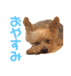 びっけのすたんぷ。（個別スタンプ：5）