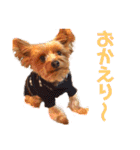 びっけのすたんぷ。（個別スタンプ：6）