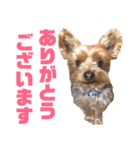 びっけのすたんぷ。（個別スタンプ：8）