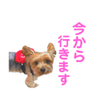 びっけのすたんぷ。（個別スタンプ：13）