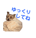 びっけのすたんぷ。（個別スタンプ：16）