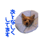 びっけのすたんぷ。（個別スタンプ：17）