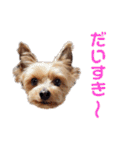 びっけのすたんぷ。（個別スタンプ：18）