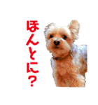 びっけのすたんぷ。（個別スタンプ：26）