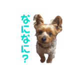 びっけのすたんぷ。（個別スタンプ：27）