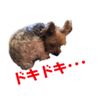 びっけのすたんぷ。（個別スタンプ：35）