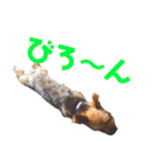 びっけのすたんぷ。（個別スタンプ：36）