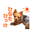 びっけのすたんぷ。（個別スタンプ：38）