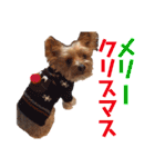 びっけのすたんぷ。（個別スタンプ：40）