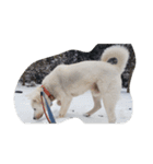 紀州犬仁八（個別スタンプ：1）