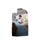 紀州犬仁八（個別スタンプ：2）