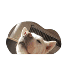 紀州犬仁八（個別スタンプ：3）