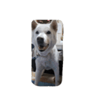 紀州犬仁八（個別スタンプ：4）