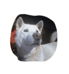 紀州犬仁八（個別スタンプ：6）