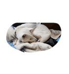 紀州犬仁八（個別スタンプ：9）