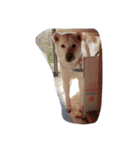 紀州犬仁八（個別スタンプ：11）