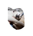 紀州犬仁八（個別スタンプ：13）