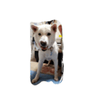 紀州犬仁八（個別スタンプ：14）