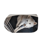 紀州犬仁八（個別スタンプ：15）