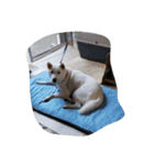 紀州犬仁八（個別スタンプ：17）