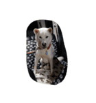 紀州犬仁八（個別スタンプ：18）