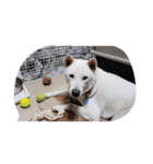 紀州犬仁八（個別スタンプ：19）