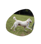 紀州犬仁八（個別スタンプ：20）