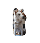紀州犬仁八（個別スタンプ：23）