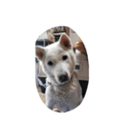 紀州犬仁八（個別スタンプ：24）