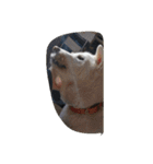 紀州犬仁八（個別スタンプ：25）