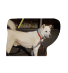 紀州犬仁八（個別スタンプ：29）