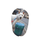 紀州犬仁八（個別スタンプ：30）